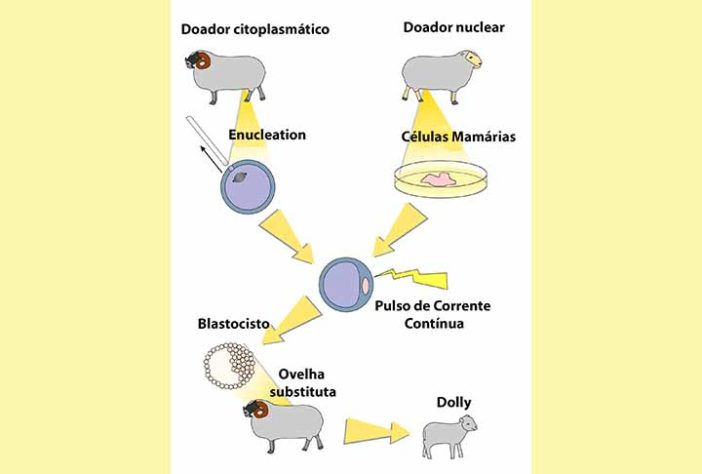 Ovelha Dolly