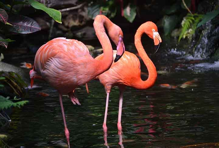 Discussão à parte, os flamingos são aves que causam curiosidade nas pessoas. A postura, os movimentos e o comportamento intrigam, mas também fascinam quem vê. Veja fatos pitorescos sobre eles.
