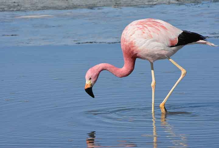 O flamingo nasce com o bico pequeno e reto, mas depois de alguns meses, desenvolve a curvatura, já que se alimentam de cabeça para baixo - buscam alimentos na lama e na água. 
