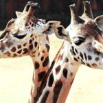 Curiosidade sobre as Girafas - Imagem de NoName_13 por Pixabay