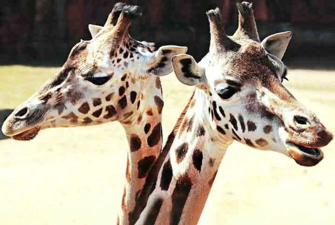 Muito além do pescoço: peculiaridades das girafas