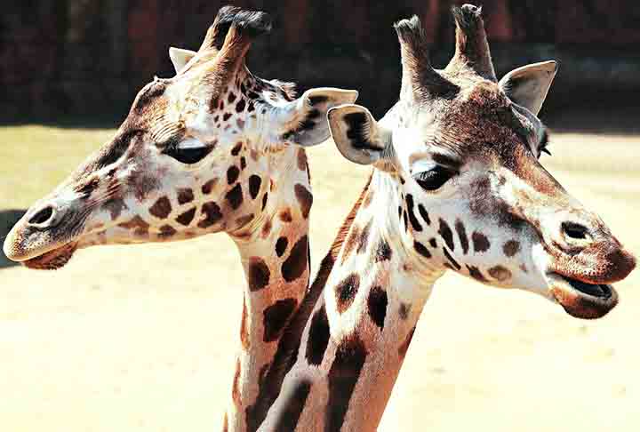 Curiosidade sobre as Girafas - Imagem de NoName_13 por Pixabay