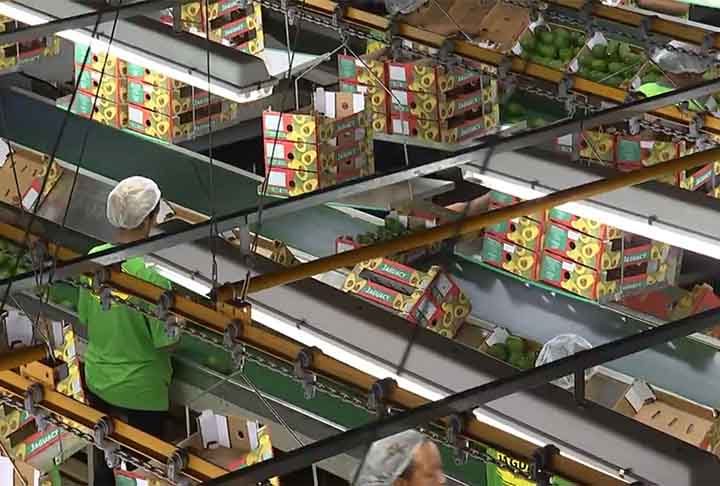 O maior produtor de abacate do mundo é o México, que enfrenta prolongados períodos de seca. A irrigação das plantações pode prejudicar o acesso à água da população local.