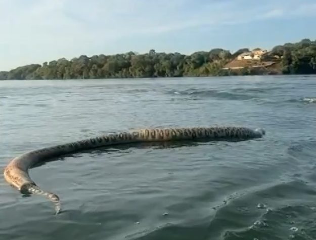 Homem encontra cobra gigante em lago no Tocantins