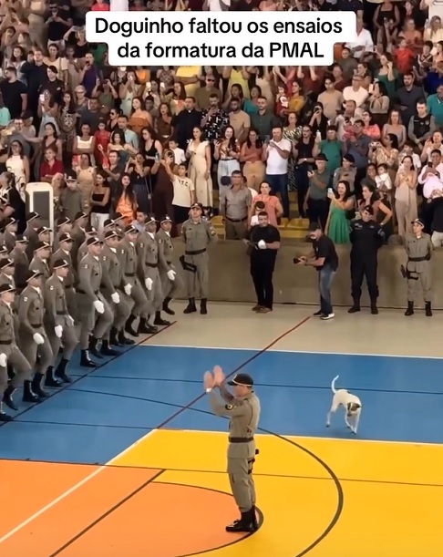 Enquanto os novos policiais militares participavam do evento com a maior seriedade possível, o cachorrinho chamava a atenção com uma certa "falta de sincronia".-reprodução/instagram