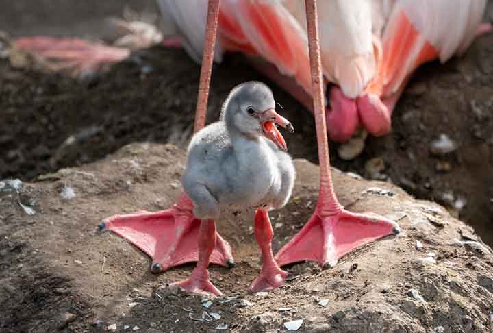 O ninho de um flamingo parece um minivulcÃ£o de lama, com espaÃ§o para um grande ovo. E na criaÃ§Ã£o dos filhotes, tanto a fÃªmea quanto o macho ajudam a encubar os ovos e alimentar os bebÃªs.