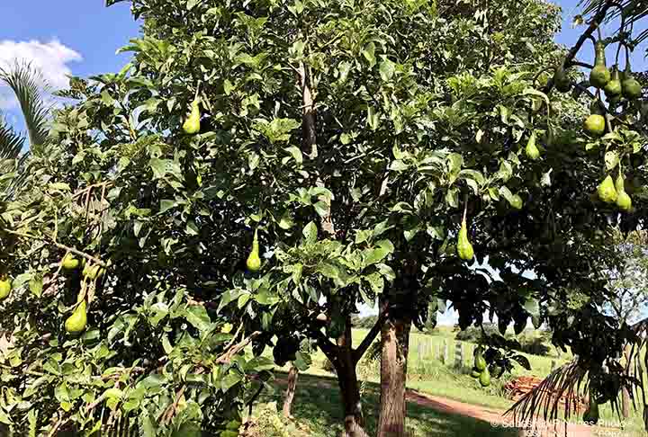 O abacateiro se desenvolve bem em cidades de clima tropical e subtropical, como Campinas, Belo Horizonte e Curitiba. Gosta de locais úmidos com bastante matéria orgânica no solo, e precisa de bastante espaço para crescer