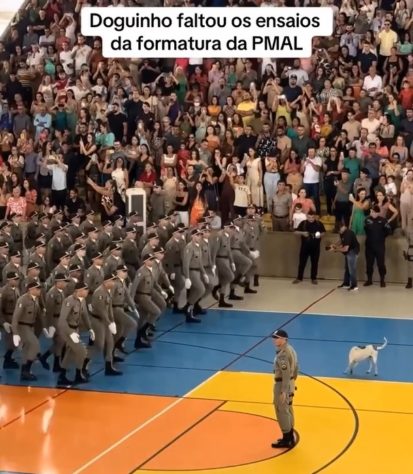 Vídeo de vira-lata marchando com soldados viraliza na web
