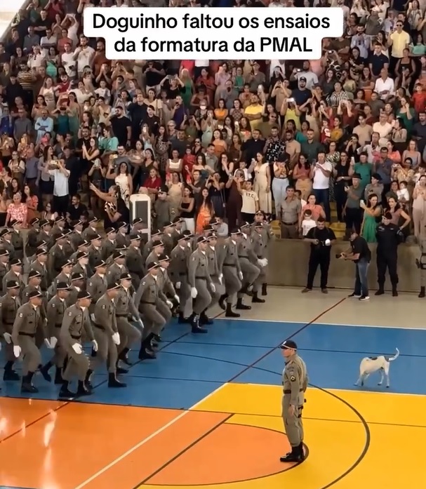 Mesmo com a plateia que acompanhava a solenidade, o cãozinho vira-lata não demonstrava a menor preocupação com a multidão e seguia "perseguindo o próprio rabo".-reprodução/instagram
