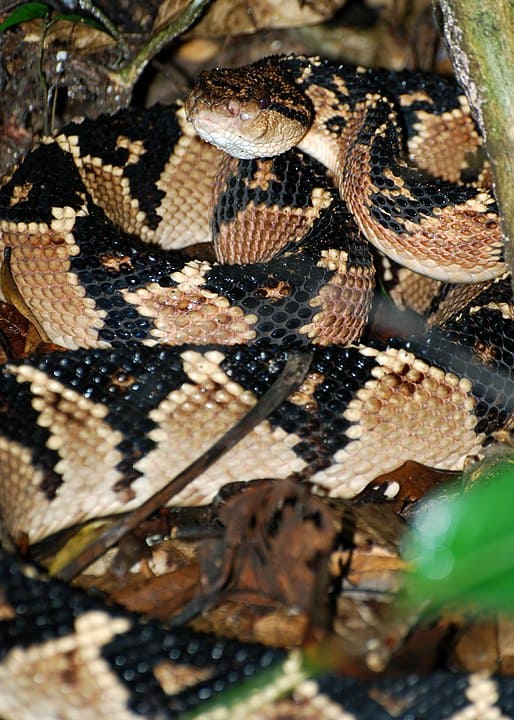 Surucucu pico-de-jaca - Encontrada na Amazônia  e na Mata Atlântica (da Paraíba até o Rio de Janeiro. 