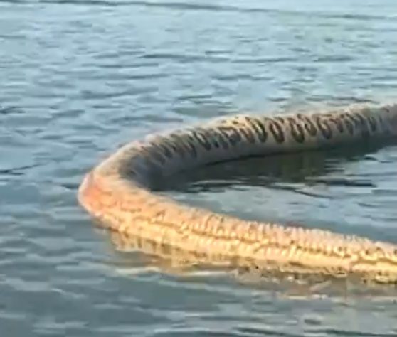 Homem encontra cobra gigante em lago no Tocantins