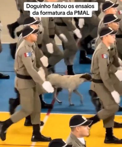 Vídeo de vira-lata marchando com soldados viraliza na web