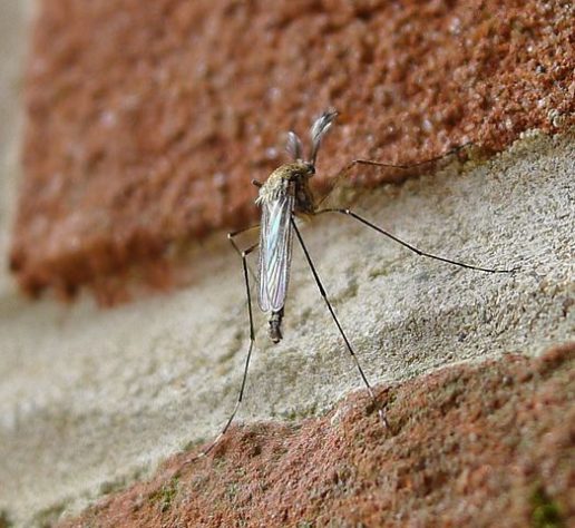 Mosquito maruim transmissor da febre Oropouche 