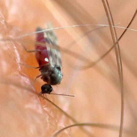 Mosquito maruim transmissor da febre Oropouche 