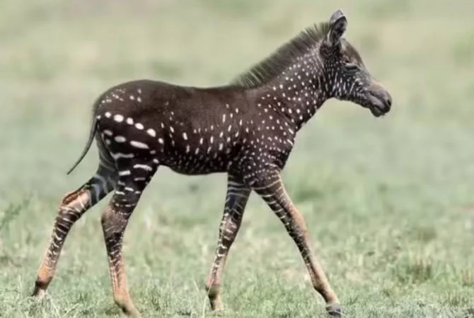 Zebra é avistada sem listras e com bolinhas