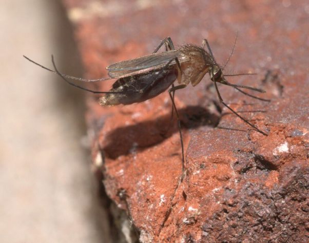 Culex quinquefasciatus