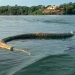 Homem encontra cobra gigante em lago no Tocantins