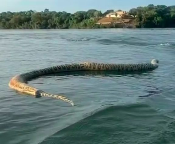 Homem encontra cobra gigante em lago no Tocantins