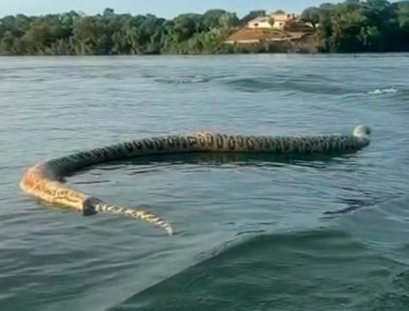 Bombou em 2024; relembre susto de comerciante com cobra gigante no rio