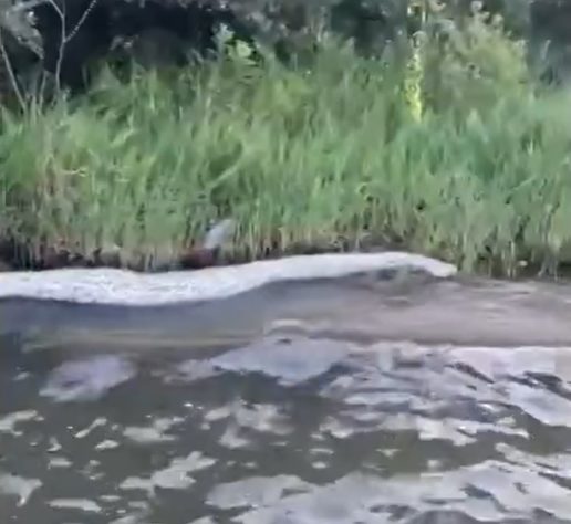 Homem encontra pele de cobra gigente em rio do Tocantins