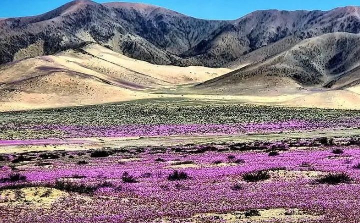 De forma ocasional, quando há chuvas mais fortes (fenômeno raro e associado a eventos como o El Niño), o deserto pode se transformar e florescer, em um espetáculo colorido conhecido como o 