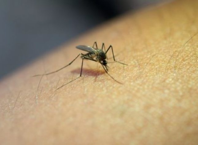 Mosquito maruim transmissor da febre Oropouche 