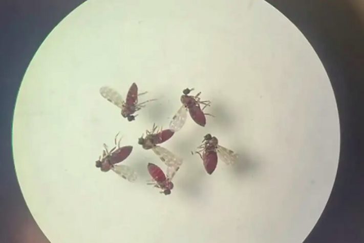 Mosquito maruim transmissor da febre Oropouche 