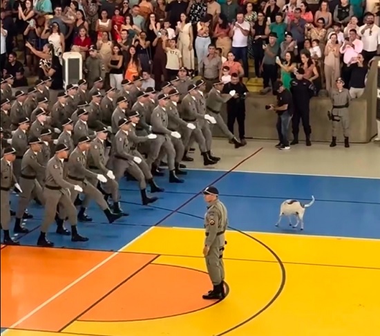 No vídeo, que viralizou nas redes sociais, o cão aparece confortavelmente sentado no meio do ginásio, desafiando qualquer tentativa de profissionalismo dos agentes.-reprodução/instagram