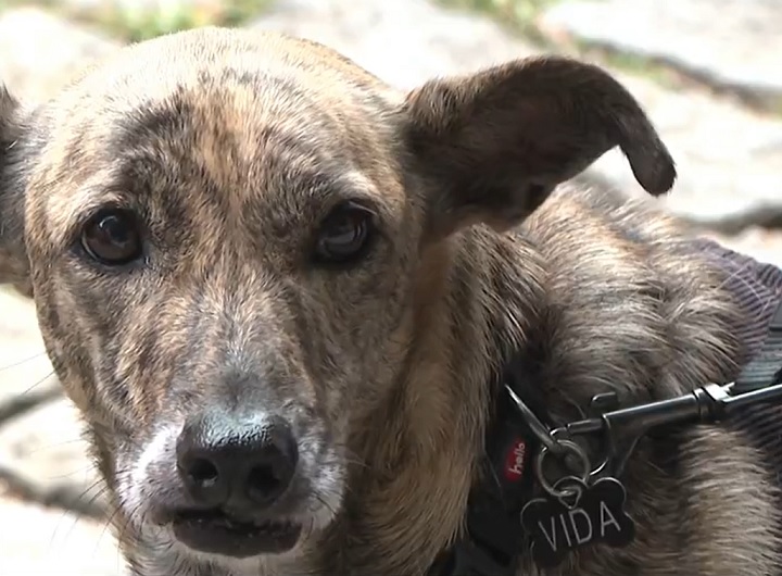 Essa mistura genética os torna extremamente resistentes e adaptáveis, capazes de se ajustar a diferentes climas, estilos de vida e ambientes.-reprodução/globonews