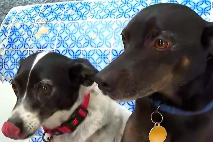 Em geral, os vira-latas apresentam saúde mais robusta que cães de raça pura, devido à menor incidência de doenças genéticas.-reprodução/globonews