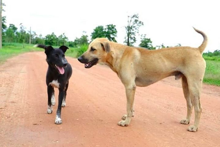 Ainda assim, como qualquer outro cão, os vira-latas precisam de cuidados básicos, como alimentação de qualidade, exercícios físicos regulares e visitas frequentes ao veterinário.-reprodução