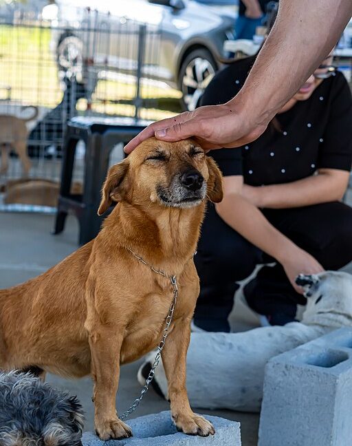 Se você está pensando em ter um vira-lata, procure um abrigo ou organização de confiança. A adoção responsável é um ato de amor que transforma a vida de um cãozinho e a sua também.-wikimedia commons/Tet