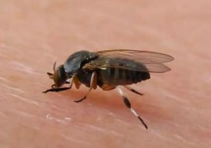 Mosquito maruim transmissor da febre Oropouche 