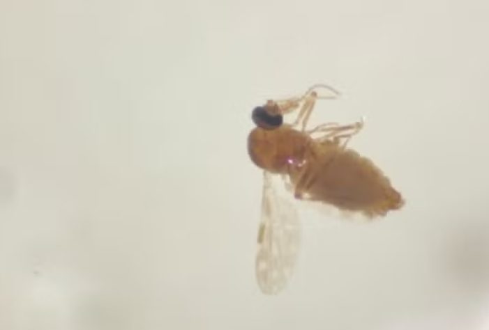 Mosquito maruim transmissor da febre Oropouche 
