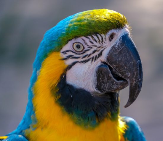 Papagaio