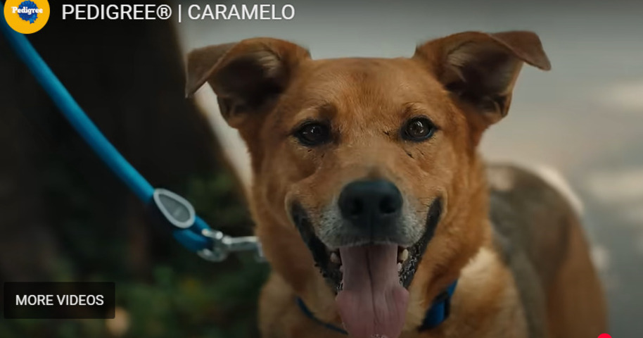 Mas diz que, apesar de popular,  ele tem 90% menos chance de ser adotado do que um cachorro de raça definida. E incentiva a adoção, lembrando que esse animal amigo é o 'rei dos memes' -Reprodução de vídeo campanha Pedigree Caramelo