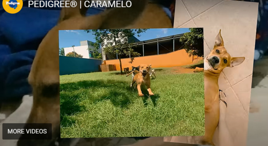 A campanha mostra diversos momentos do cachorro em residências, dentro de casa ou correndo pelo jardim. E diz que tudo que o cachorro de raça tem o caramelo também tem. -Reprodução de vídeo campanha Pedigree Caramelo