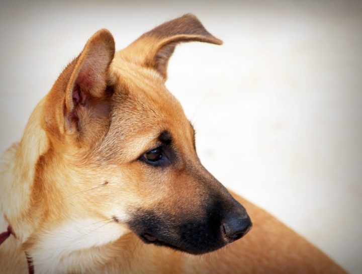 Adotar um vira-lata é muitas vezes considerado um ato de compaixão e responsabilidade social, ajudando a reduzir o número de cães de rua e contribuindo para o controle da população canina.-pixabay