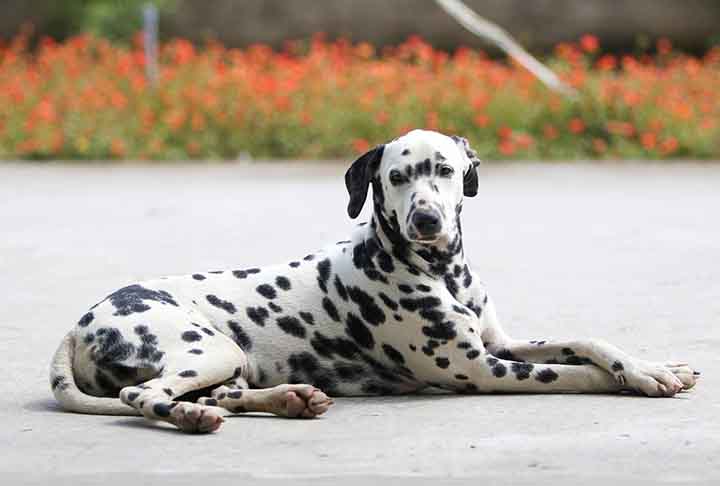 Mas as principais características desse dog são suas manchas pretas na pele. A raça é uma das mais famosas muito por conta do clássico filme 101 Dálmatas, de 1961.
