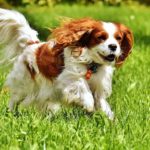 Cavalier King Charles Spaniel - Imagem de Alexa por Pixabay