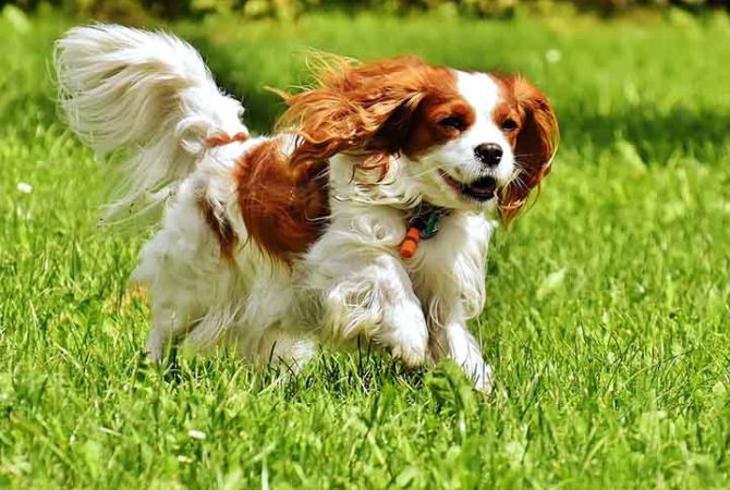 Discretinhas: veja raças de cachorros que latem pouco