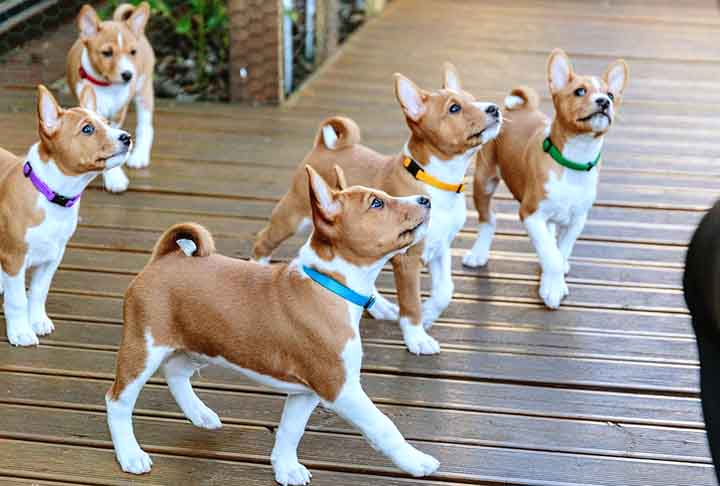 O basenji Ã© uma das raÃ§as mais antigas do mundo, com raÃ­zes nas cabeceiras dos rios Nilo e Congo, na Ãfrica. Requer muita atenÃ§Ã£o e adora exercÃ­cios, sendo um legÃ­timo cÃ£o de guarda.
