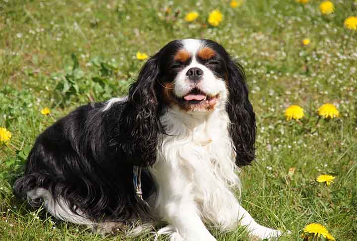 Cavalier King Charles Spaniel — Pequeno e afetuoso, esse cão pode se adaptar facilmente a uma rotina pouco ativa. A combinação de sedentarismo e alimentação excessiva aumenta o risco de ganho de peso. O controle é importante porque a raça também apresenta predisposição a problemas cardíacos.