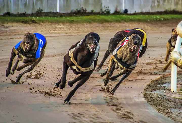 Uma das raças mais antigas do mundo e também mais rápidas! O galgo consegue correr até 72 km/h, sendo um dos mais talentosos do mundo na corrida.
