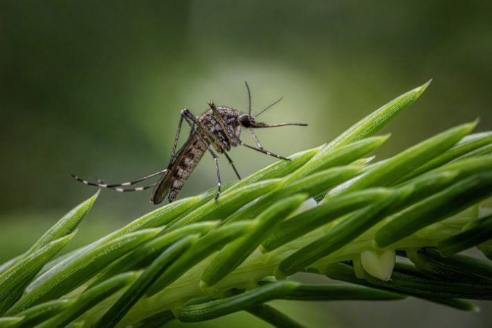 Aedes serratus
