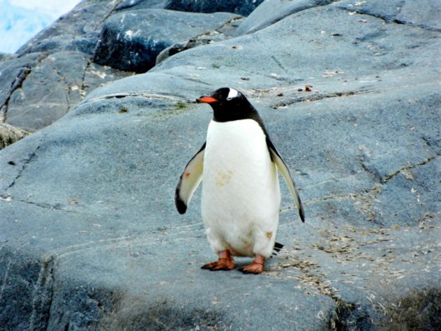 Pinguim 
