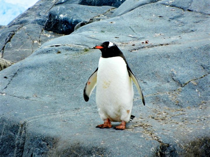 De acordo com o Projeto de Monitoramento de Praias Bacia de Santos, os pinguins sofrem mais que outras aves para escapar das ondas fortes porque nÃ£o voam. Por isso, muitos morrem afogados.