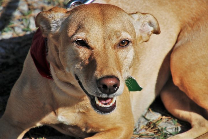 Tais normas visam combater maus-tratos e reforçar a responsabilidade dos tutores. -Julita/Pixabay