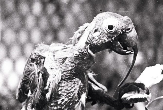 Ficou na história: Papagaio  ‘desafia’ a Ciência e vive 120 anos!