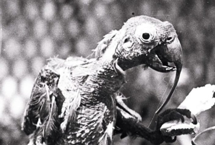 Papagaio Cocky Bennett viveu 120 anos, na Austráia - fotografado em em 1914, aos 118 ano